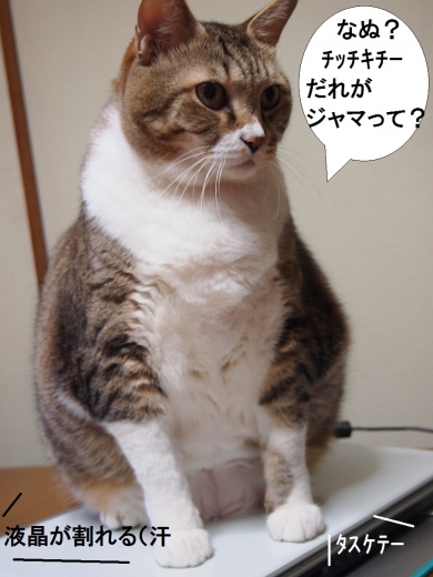 ささっちゃん部長