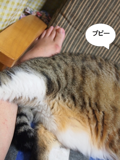 ささっちゃん部長