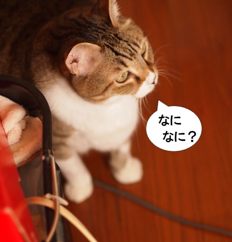 ささっちゃん部長