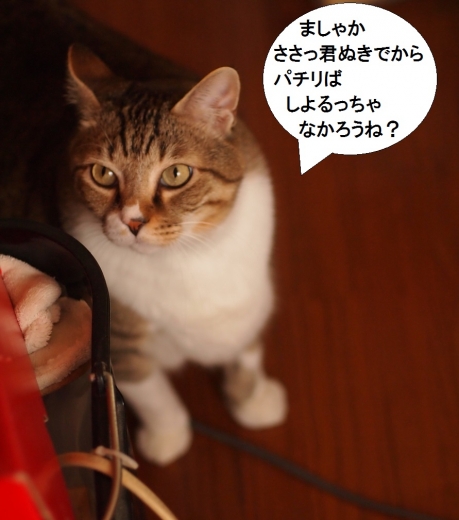 ささっちゃん部長