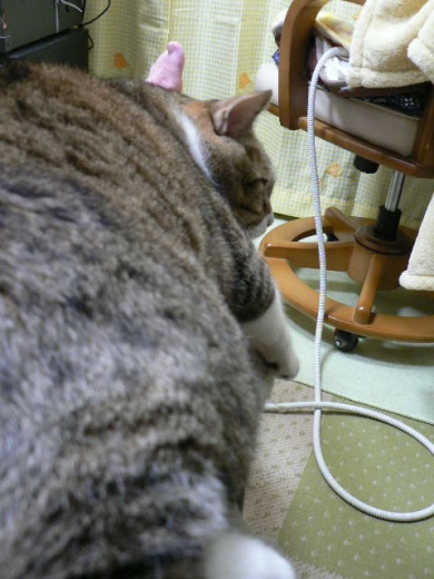 ささっちゃん部長