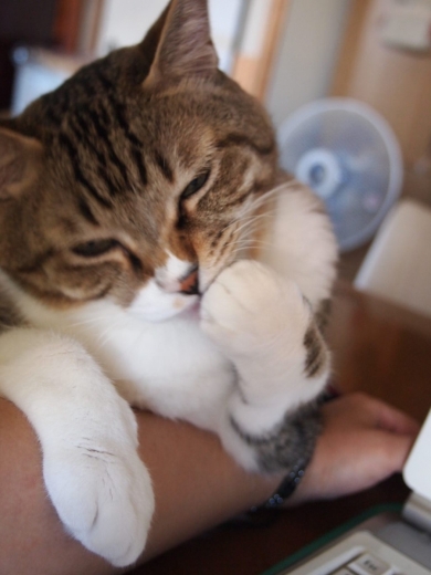 ささっちゃん部長