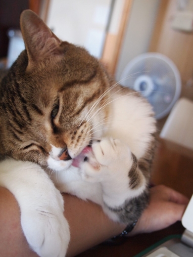 ささっちゃん部長