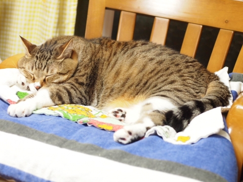 ささっちゃん部長