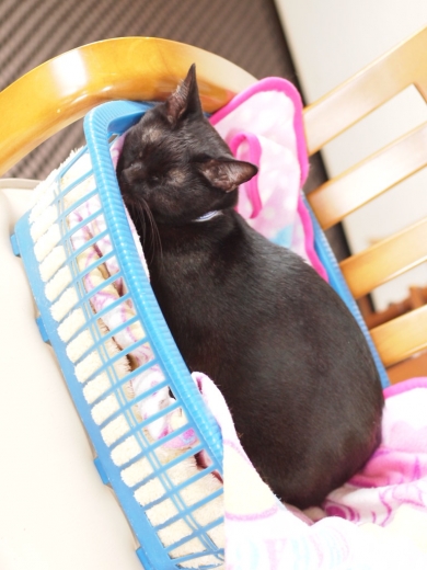 きなっちゃん社長
