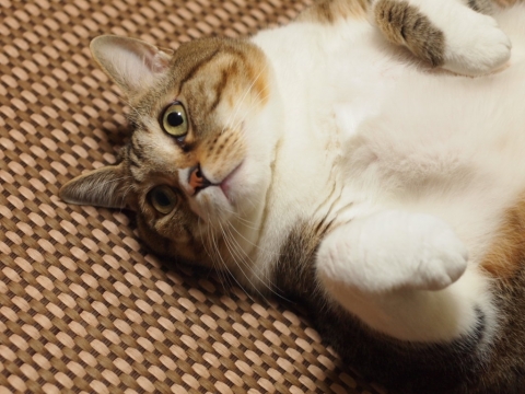 ささっちゃん部長