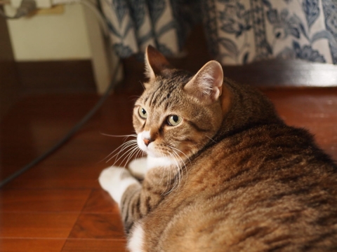 ささっちゃん部長