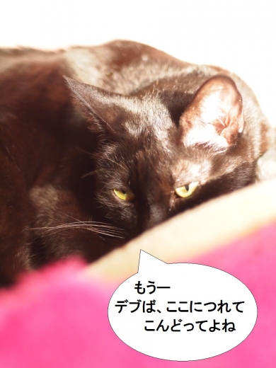 きなっちゃん社長