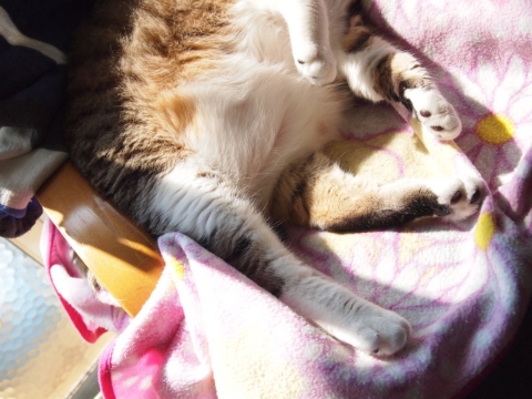 ささっちゃん部長