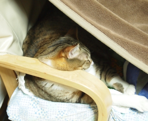 ささっちゃん部長