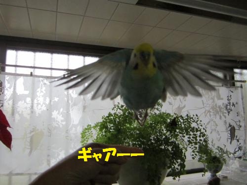 るるギャーーー