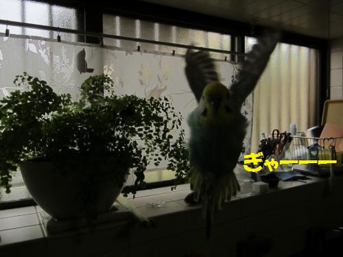 ぎゃーー2