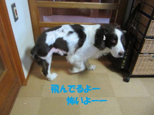 るる怖いよー