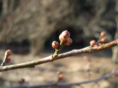栗の木の芽【縮小】