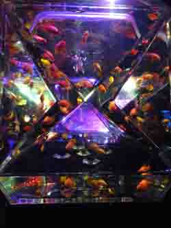金魚 1