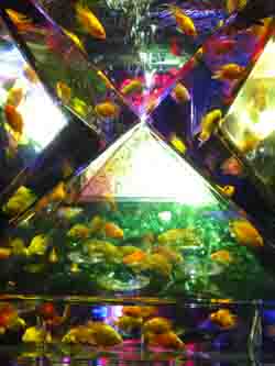 金魚 2