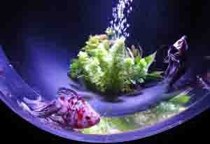 金魚 3