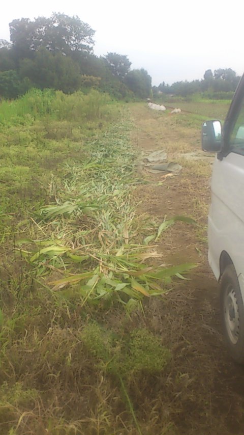 mini_140917_14340001.jpg