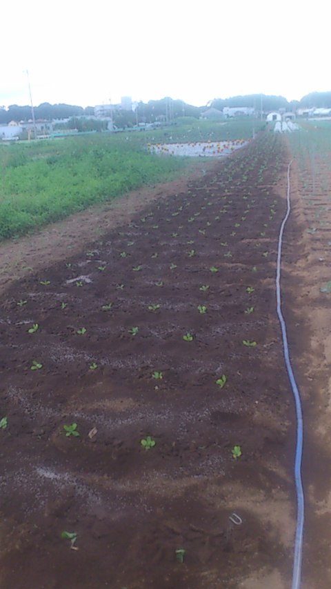 mini_140918_1709.jpg