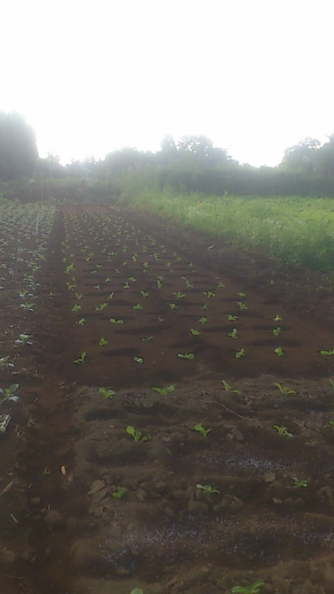 mini_140922_0712.jpg