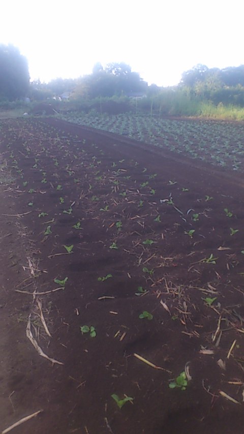mini_140923_0658.jpg