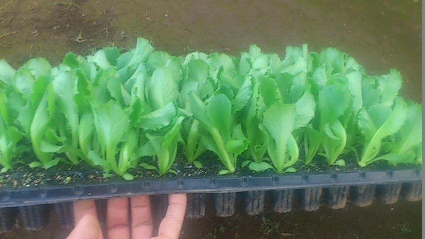 mini_140926_0623.jpg