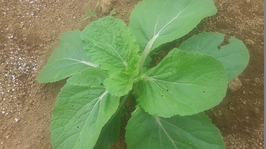 mini_140927_1401.jpg