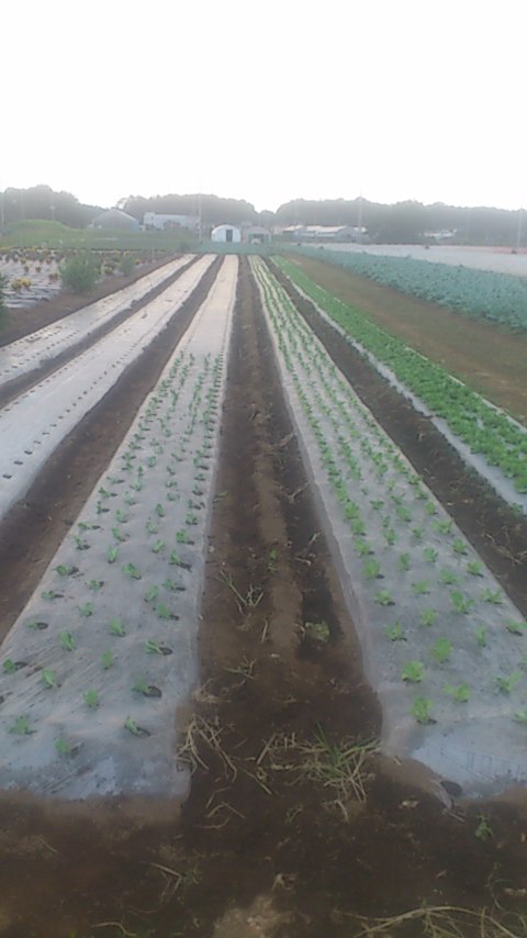 mini_140927_1703.jpg