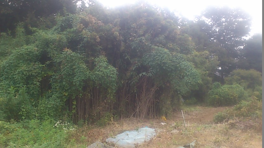 mini_141002_1444.jpg