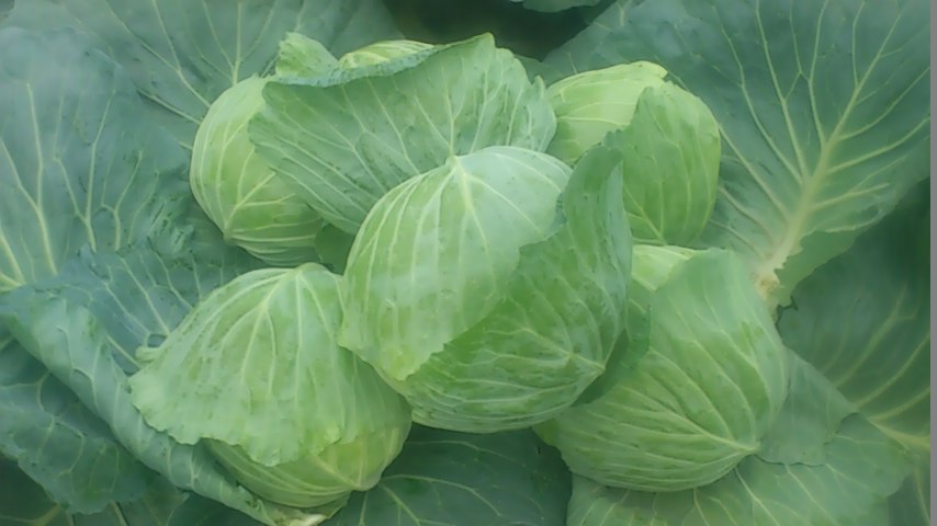 mini_141004_0610.jpg