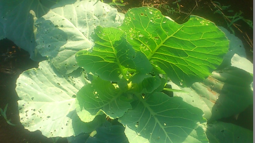 mini_141008_0746.jpg