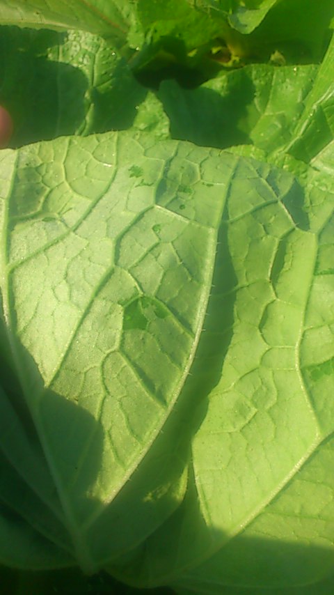 mini_141008_0748.jpg