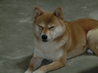 座ってられないの