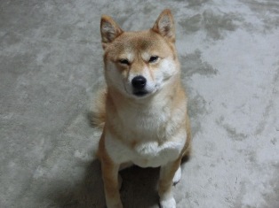 やっぱり眠い