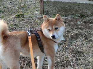 だから、考え事してるんだから