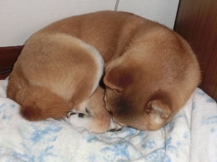 曲げた手がかわいい