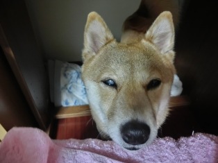 お腹すいたの、まぶしいの