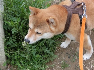 はっふ~ん