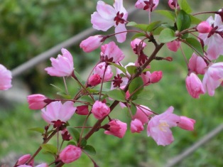 桜が白っぽいのできれいに映えます
