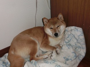 あたち寝てないもん