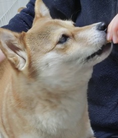 あした、会えます