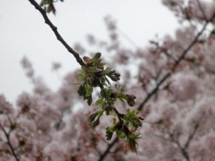 130330-1.jpg