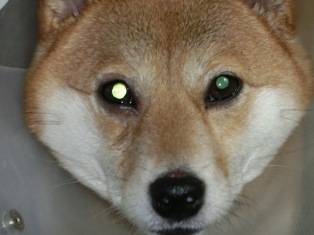実は目やにが・・・