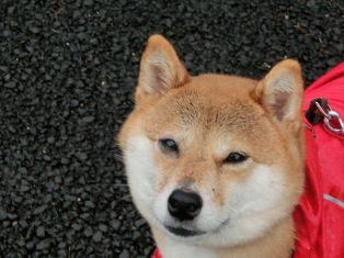 おかしいの