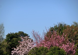 桜かなぁ・・・
