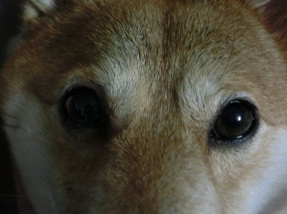 くりっくり