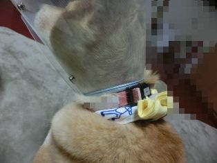 かなりビミョーな姿