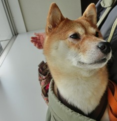 どきどきなの