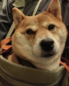 早く降りたいの