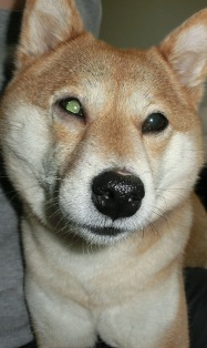 白かったら白内障だ・・・